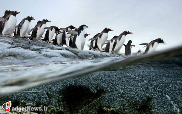 animal migration photos