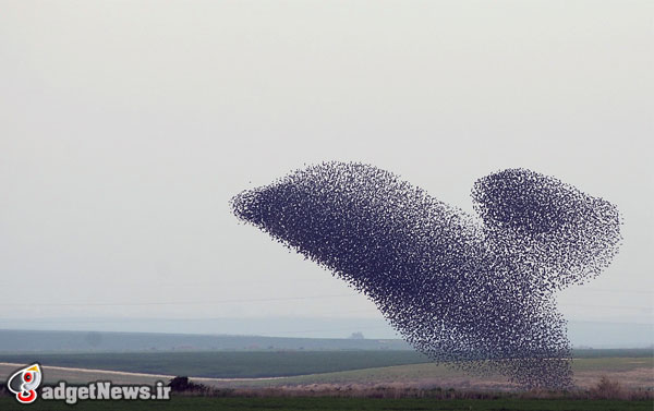 the murmurations of starlings