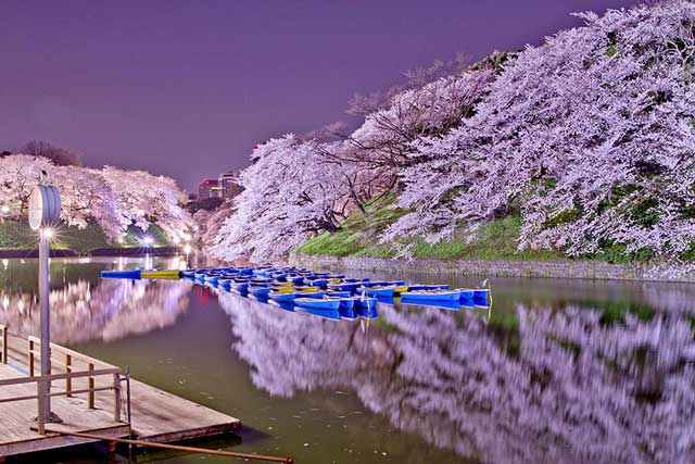 cherry-blossom-sakura