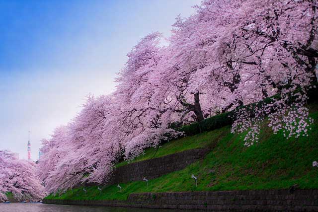 cherry-blossom-sakura