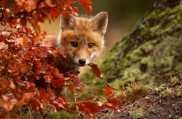 animals-autumn-photography-4__880