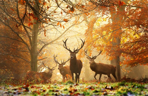animals-in-autumn-14__880