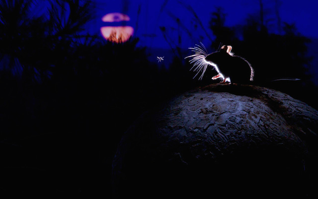 «موش، ماه و پشه» توسط الکساندر بادیف/ برنده 2014/ بخش پستانداران/ روسیه،آمریکا.