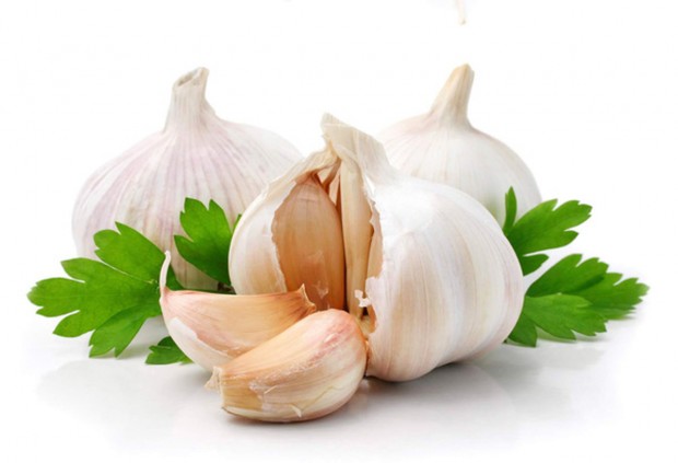 ayatmadari-sir-garlic-6