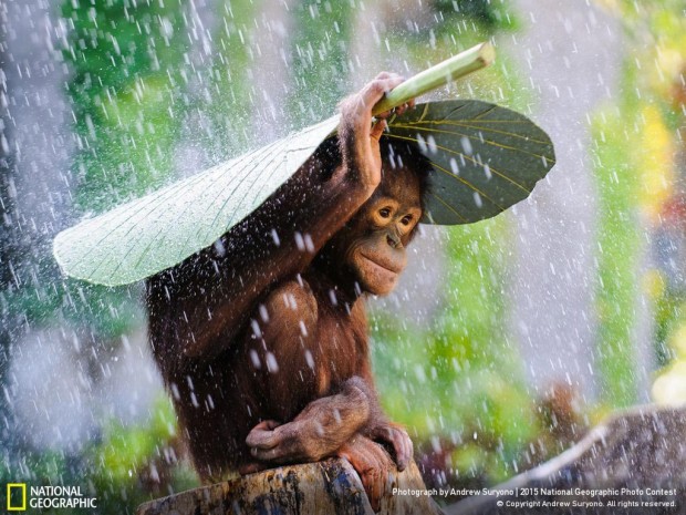 National-Geographic-Photo-Contest-2015-Winners-04