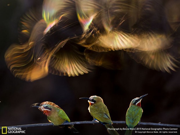 National-Geographic-Photo-Contest-2015-Winners-07