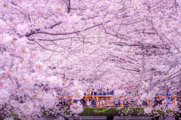تصاویر پهپاد از فرش صورتی شکوفه‌های گیلاس بر روی شهر توکیو