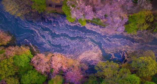 تصاویر پهپاد از فرش صورتی شکوفه‌های گیلاس بر روی شهر توکیو