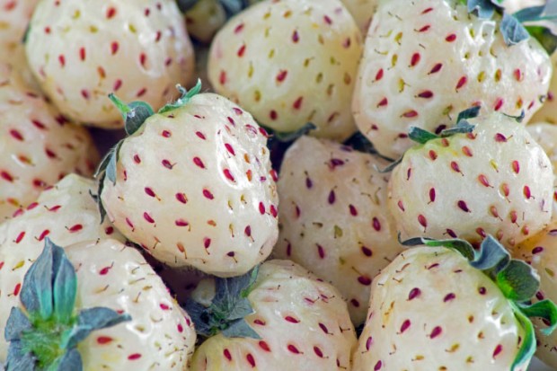 Are-Pineberries-the-New-Strawberries