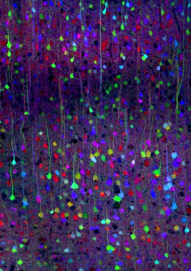 تصویر علمی رنگین‌کمان مغز