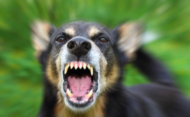ترس از سگ (Cynophobia)    حتی کوچک‌ترین و بامزه‌ترین سگهای نژاد ژرمن شپرد می‌توانند ترسی مهیب را در مبتلایان به این نوع از فوبیا ایجاد کنند. این ترس معمولا از احتمال گاز گرفته شدن خود فرد و یا افرادی دیگر توسط سگها ناشی می‌شود البته برخی تنها نسبت به سگ‌های شکاری و یا تازی هراسناک هستند.