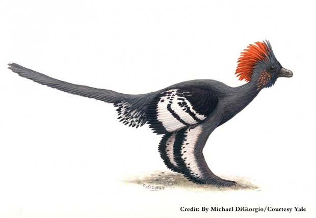 آنکی اورنیس (Anchiornis)