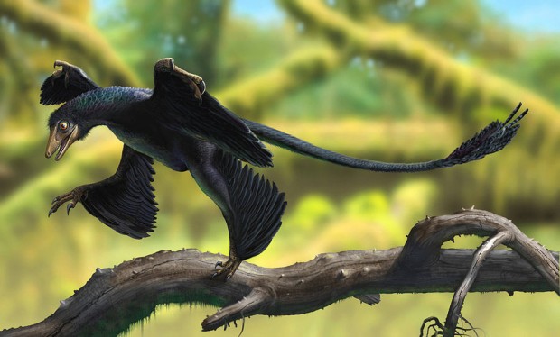 مایکرو راپتور (Microraptor)