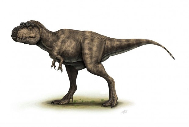 خانواده‌ی تیزانوسیدها (Tyrannosauridae)