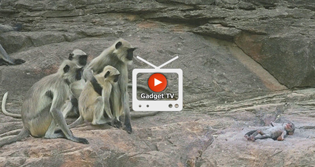 میمون های غمگین از مرگ دوست رباتی شان ! +فیلم