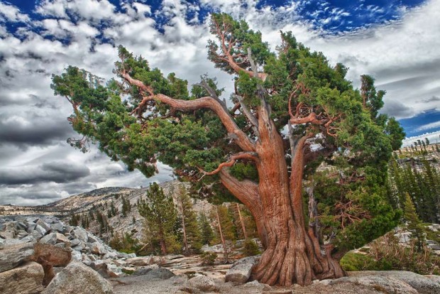 درخت کاج زبرمیوه (Bristlecone Pine)