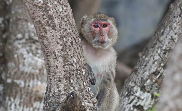 پاسخ به یکی از معماهای تکامل؛ چرا میمون ها نمی‌توانند حرف بزنند؟