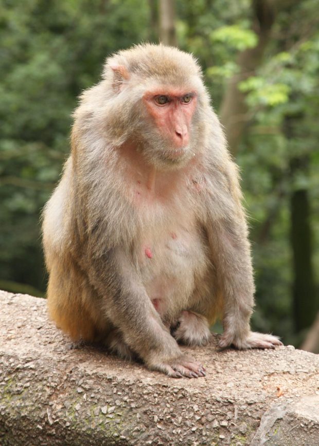 میمون رزوس (Rhesus macaque)