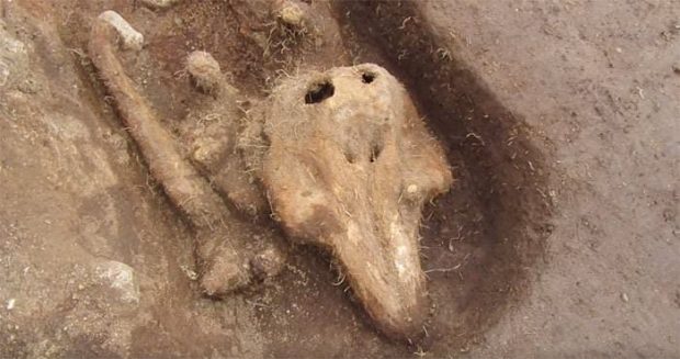 کشف استخوان‌های دفن شده یک گرازماهی باستان شناسان را سردرگم کرده است (ویدیو)