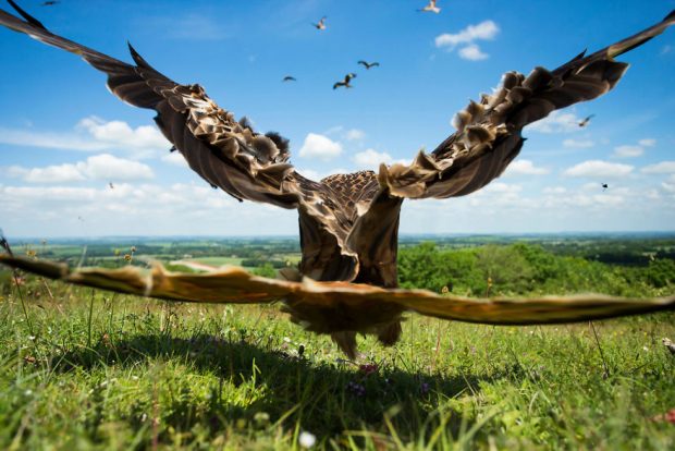 برترین تصاویر ثبت شده از پرندگان در سال 2017