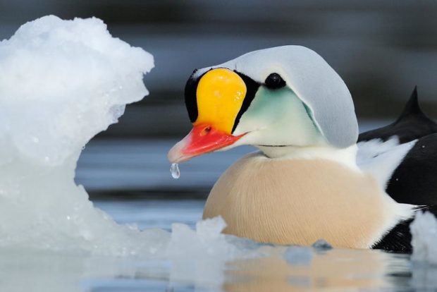 برترین تصاویر ثبت شده از پرندگان در سال 2017