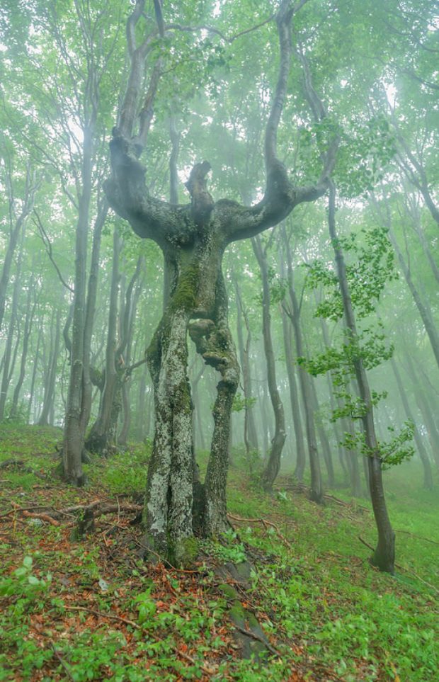 تصاویر دیدنی از درختان عجیب و غریب در سراسر دنیا