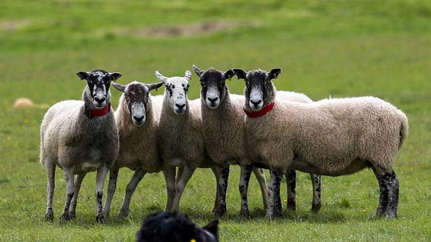 توانایی تشخیص چهره در گوسفندان