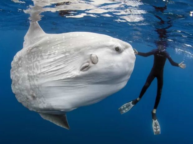 عجیب‌ترین و ترسناک ترین هیولاهای دریایی سال 2017