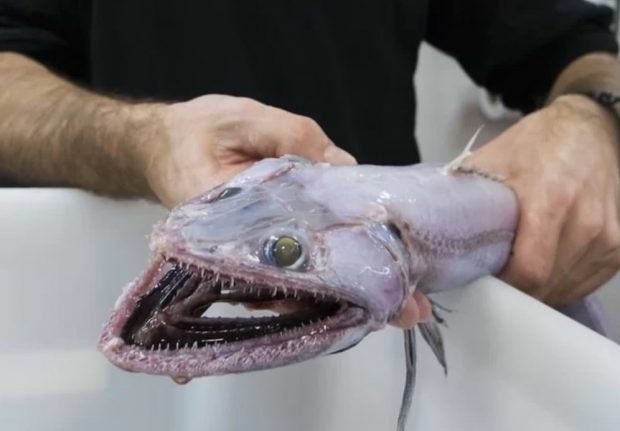عجیب‌ترین و ترسناک ترین هیولاهای دریایی سال 2017