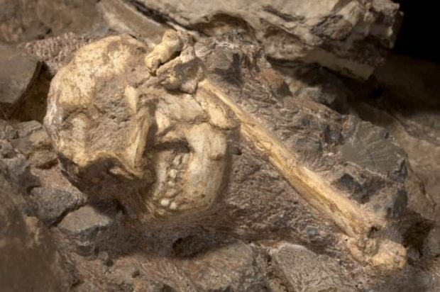 قدیمی‌ترین و کامل‌ترین فسیل جد انسان کشف شد + ویدیو