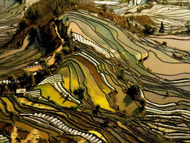 8شالیزار برنج، چین