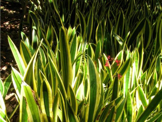 5 گیاه تصویه کننده هوا