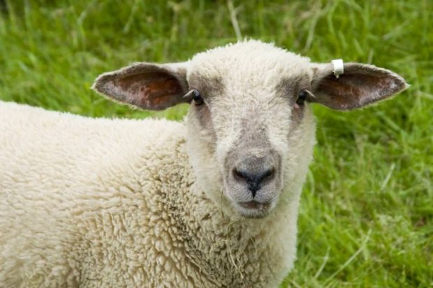 جنین دورگه انسان و گوسفند برای اولین بار در جهان به وجود آمد