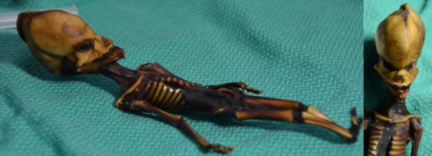 آیا اسکلت عجیب کشف‌شده در صحرای شیلی مربوط به یک موجود فضایی است؟