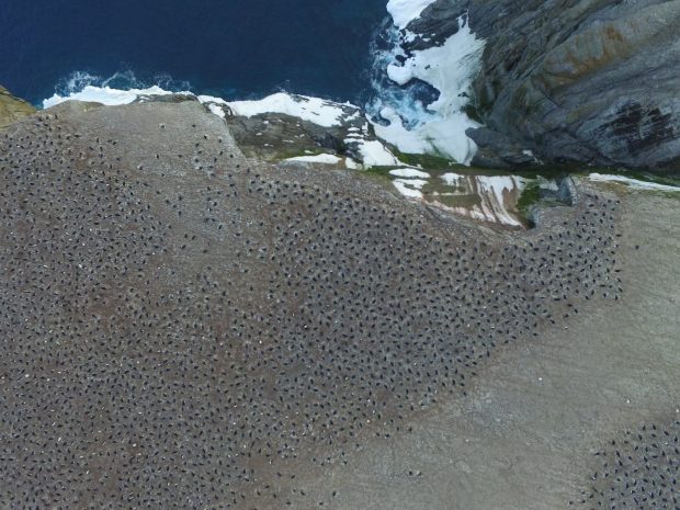 زیستگاه 1.5 میلیون پنگوئن آدلی