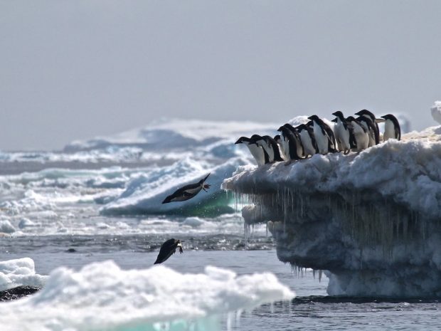 زیستگاه 1.5 میلیون پنگوئن آدلی