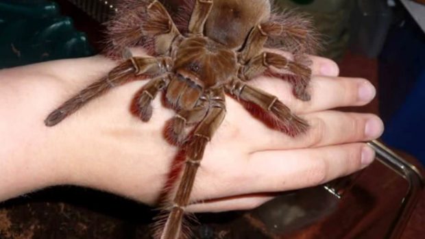 نجات عنکبوت غول آسا از سیل در استرالیا + ویدیو