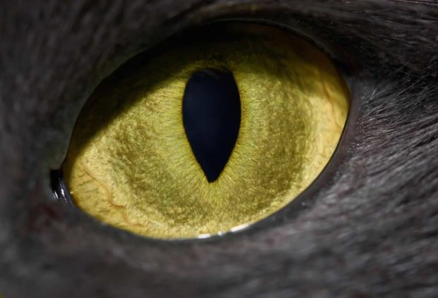 تصاویری زیبا و حقایقی شگفت‌انگیز در مورد چشمان حیوانات