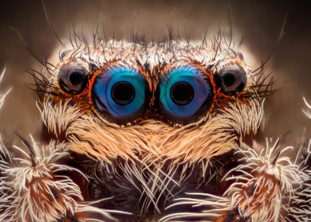 تصاویری زیبا و حقایقی شگفت‌انگیز در مورد چشمان حیوانات