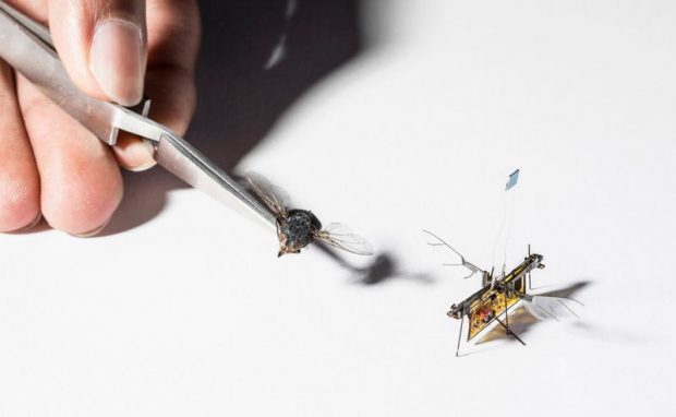 مگس رباتیک RoboFly