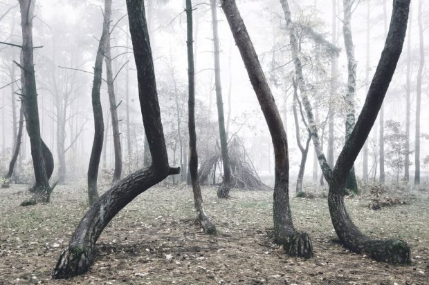 جنگل کج در لهستان