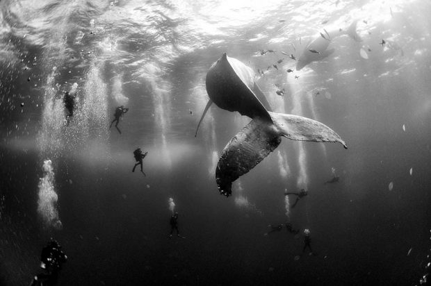 تصاویر سیاه و سفید از دنیای زیر آب