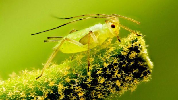 ارتش حشرات پنتاگون