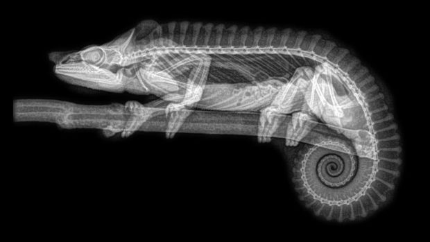 مجموعه‌ای حیرت‌انگیز از تصاویر اشعه ایکس حیوانات باغ وحشی در آمریکا