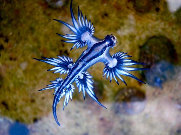 فرشته آبی دریایی - عجیب ترین های زمین