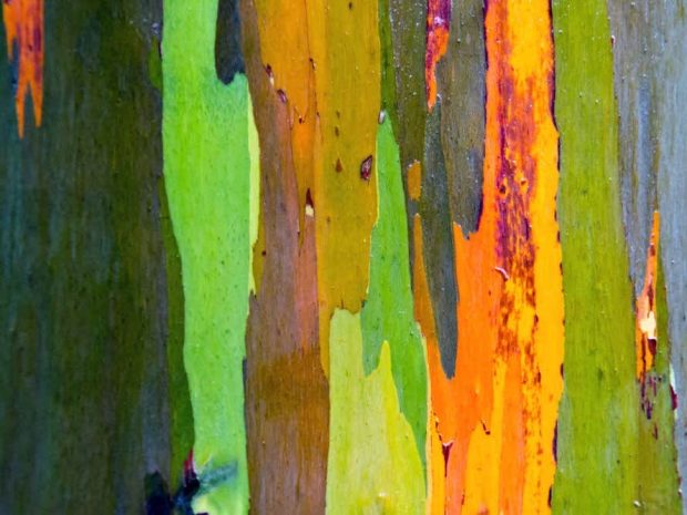 درخت اکالیپتوس رنگین کمان - عجیب ترین های زمین