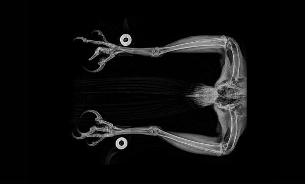 مجموعه‌ای حیرت‌انگیز از تصاویر اشعه ایکس حیوانات باغ وحشی در آمریکا