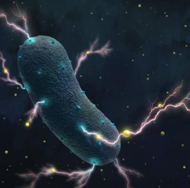 bacteria make electricity