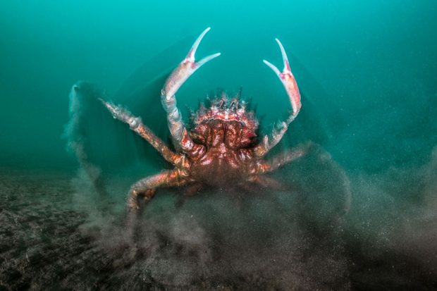 مسابقه عکاسی زیر آب های اقیانوس