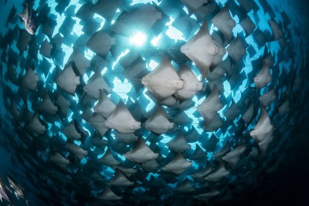 مسابقه عکاسی زیر آب های اقیانوس